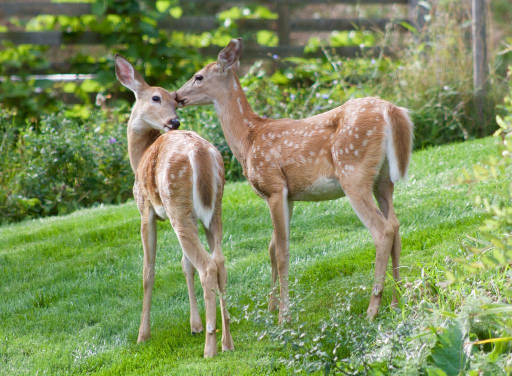 Windborne Bed & Breakfast Castlegar Exteriér fotografie